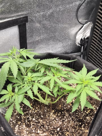Wurlz F1 Hybrid  — vegetative, day 3