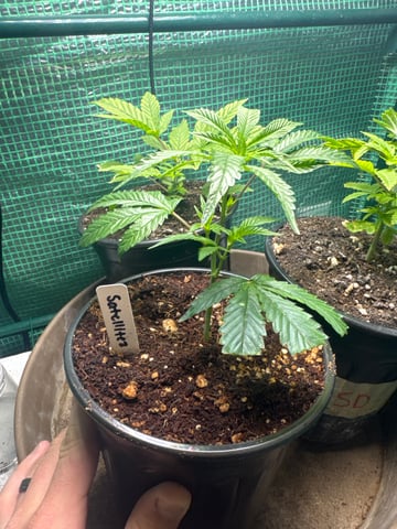 first indoor — vegetative, day 29