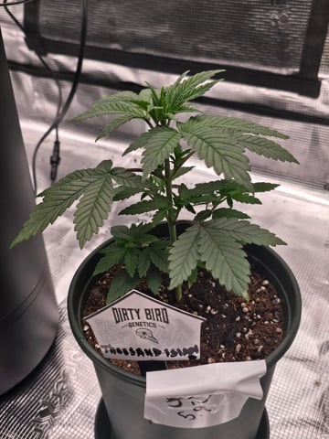 Dirty Bird - Thousand Island Fem & Platinum Kush Breath Remix x Grape Cakehead Fem Photo  — vegetative, day 20
