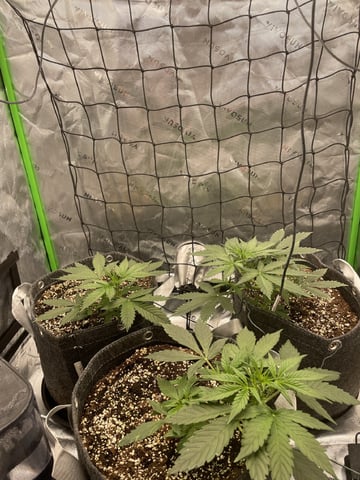 Royal Dwarf — vegetative, day 26