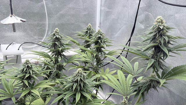 Blue Dream Grow — flower, day 64