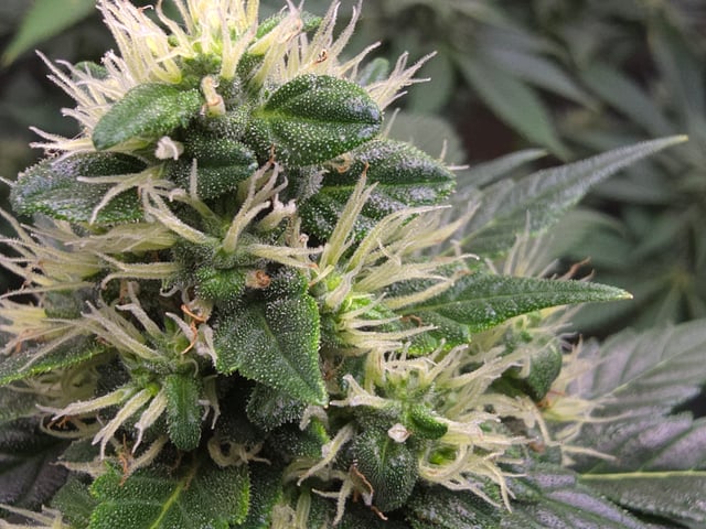 Purple Haze  — flower, day 87