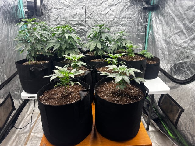 PKB remix/PotG — vegetative, day 46