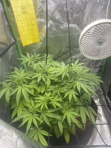 First Auto Run