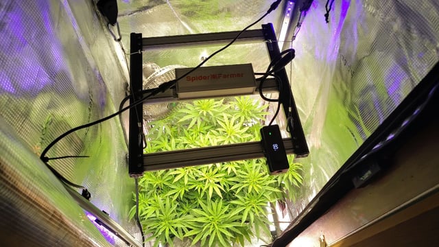 winter grow — flower, day 89