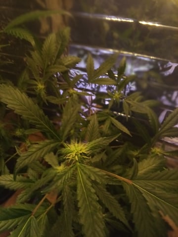 Queen Royal Autoflower  — flower, day 94