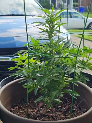 home grown — flower, day 1
