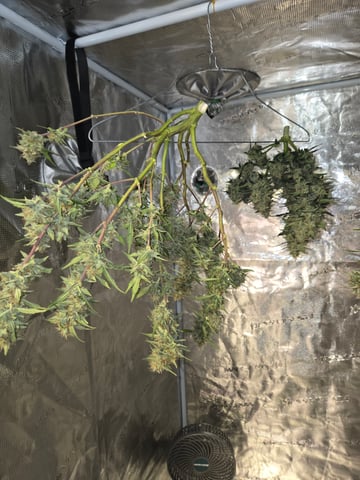 1st grow — harvest, day 64