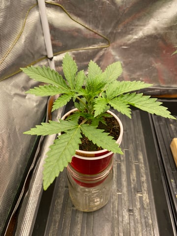 blackberry marshmallows  — vegetative, day 17