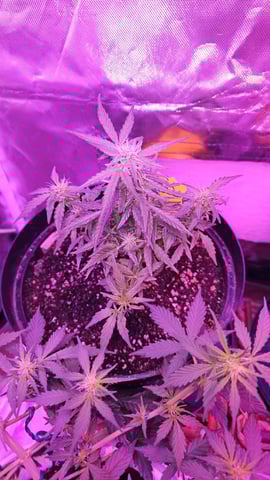 first grow adventure  — vegetative, day 42