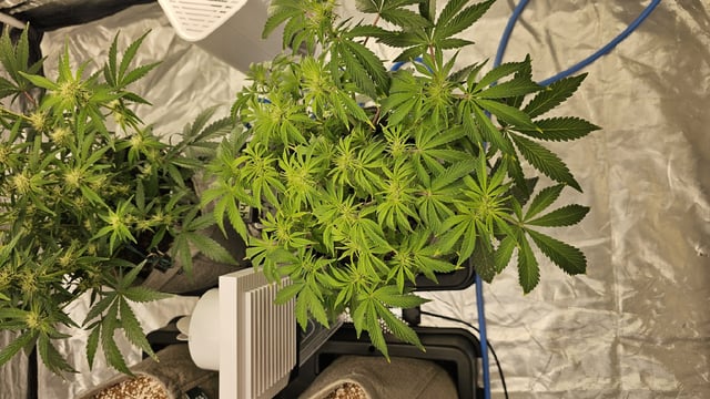 Autos For The Rest Of Winter 🔥🔥😉 — germination, day 12