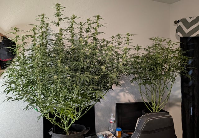 Strawberry Cheesecake Seedsman Seeds Autoflowers x2 — flower, day 56