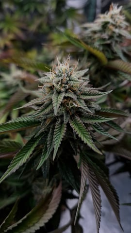 Blackberry Kush — flower, day 103