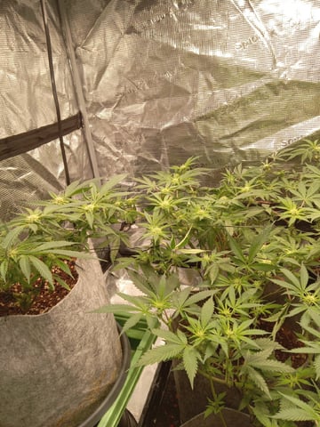 Blueberry critical kush x purple peyote wifi  and one L.a kush cake . — seedling_rooting, day 8