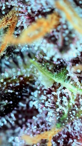 FastBuds-Auto Mix Pack-Quad Mystery — flower, day 56