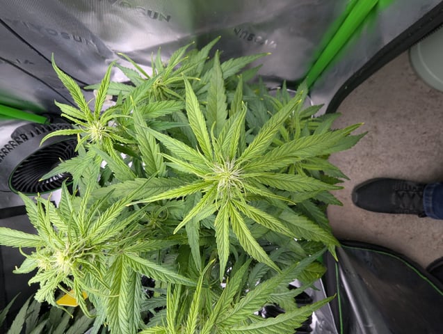 Titan F1 grow  — vegetative, day 45