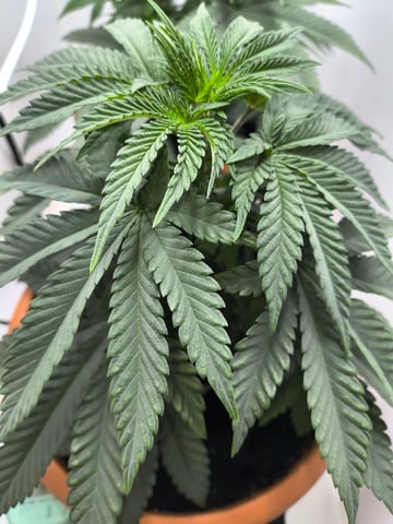 unknown strain 1st grow — vegetative, day 25