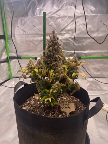 Phx_Freedom — flower, day 57