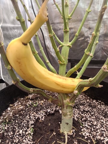 Starfighter/Ohio Guptilla Hybrid — flower, day 13