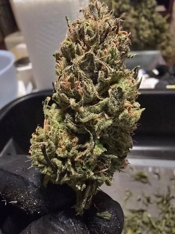 First grow — harvest, day 135