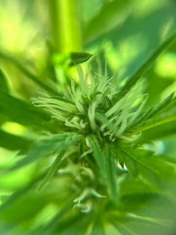 First ever grow — flower, day 58