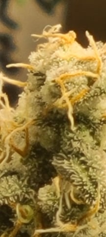 Alaskan bananaberry auto — flower, day 71