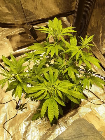 Gorilla Cookies Auto — vegetative, day 44