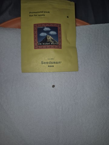 OG Kush Auto — germination, day 3