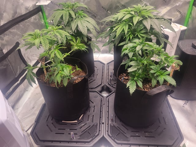 oreo blizzard — vegetative, day 16