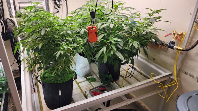 veg tent adventures! — vegetative, day 33