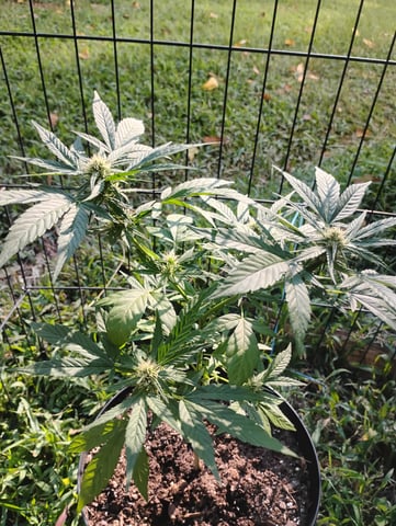 first time  — flower, day 14