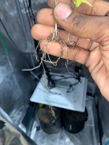 Gorilla Melon — done, day 33