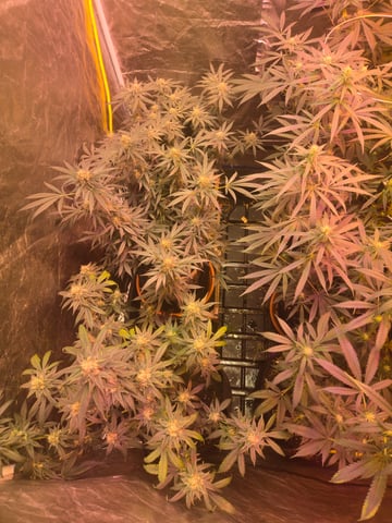 fruitstripe-x-breathworks VS Tropical cherry vs kush cake. vs og haze — flower, day 97