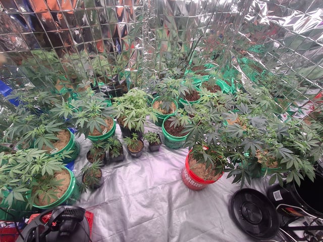 III — vegetative, day 87