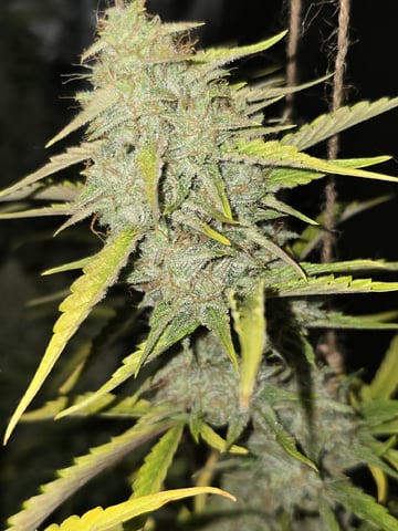 3rd Auto Grow — flower, day 100