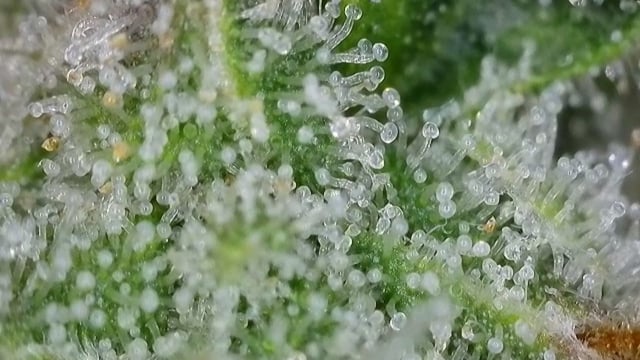 Fruity Pebbles — flower, day 99