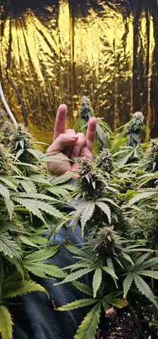 round 2 — flower, day 166