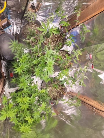 Ghetto Growing