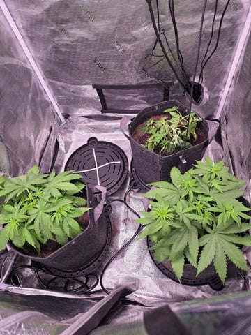 Blue Dream Feminized  — vegetative, day 39