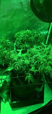 Ace Killer OG — flower, day 29