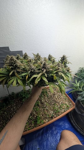Quick Auto Summer Grow — harvest, day 74