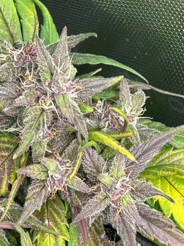 Vanna's Vanilla — auto, day 71