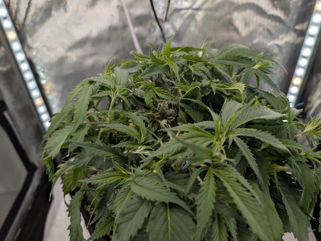 C99 CloneWars! — vegetative, day 17