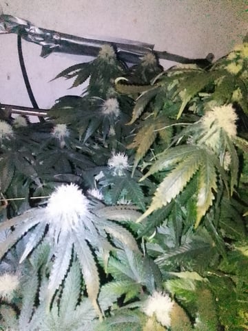 If it's Loose it's got to be a Unicorn.. — flower, day 47