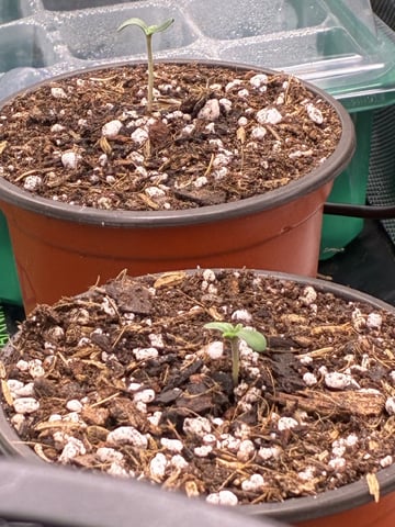 Pheno Hunt? — seedling_rooting, day 20