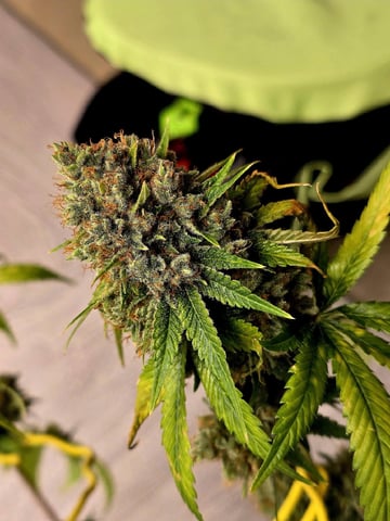 Bloody Mandarin Rainbow — flower, day 84