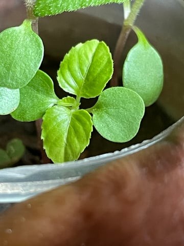 Collin  — grow_setup, day 1