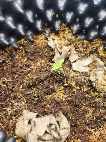 Misses Lovetts — seedling_rooting, day 2