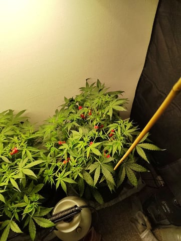 Beans For Days run — vegetative, day 41