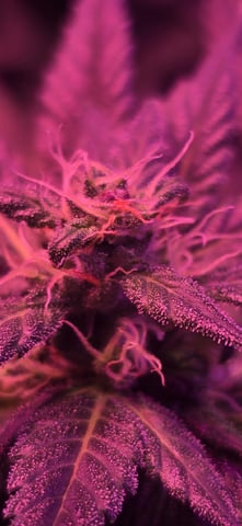 basement grow — flower, day 74